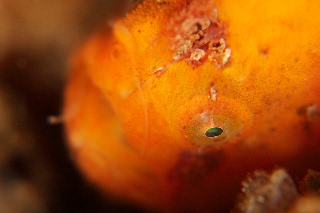 「ベニイザリウオ(ベニカエルアンコウ)」のサムネイル画像