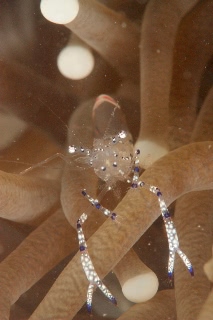 「ニセアカホシカクレエビ」のサムネイル画像