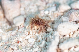 「カニの仲間」のサムネイル画像