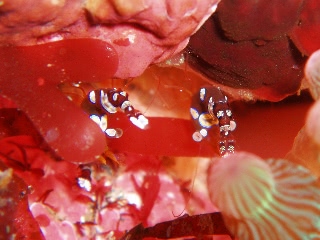 「イソギンチャクモエビ」のサムネイル画像