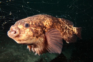 「ホテイウオ(ゴッコ)」のサムネイル画像