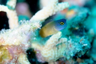 「yellow-eyed combtooth blenny」のサムネイル画像