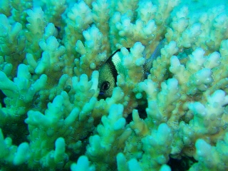 「フタスジリュウキュウスズメダイ」のサムネイル画像