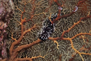 「スミゾメミノウミウシ」のサムネイル画像