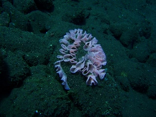 「ウミウシの卵」のサムネイル画像