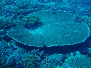 「テーブルサンゴ」のサムネイル画像