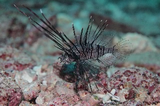 「ハナミノカサゴ」のサムネイル画像