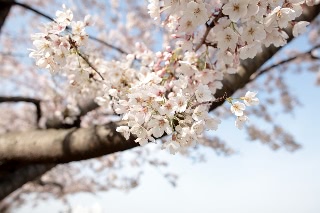 「ソメイヨシノ(染井吉野)」のサムネイル画像