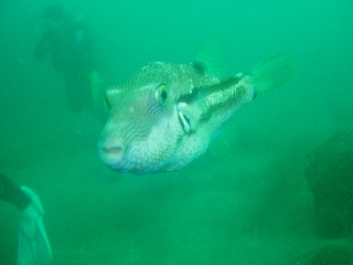 「キタマクラ」のサムネイル画像