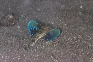 「ホウボウ」のサムネイル画像