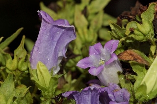 「釣鐘草(風鈴草,蛍袋)」のサムネイル画像