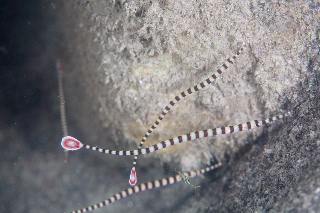 「オイランヨウジウオ 」のサムネイル画像