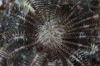 「リュウキュウウミシダ」のサムネイル画像