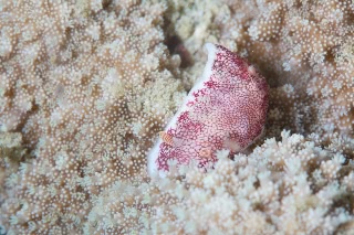 「サラサウミウシ」のサムネイル画像