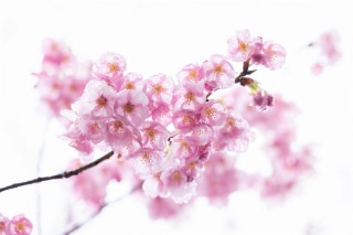 「ヨコハマヒザクラ(横浜緋桜)」のサムネイル画像