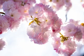 「ヤエザクラ」のサムネイル画像