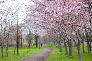 「オオヤマザクラ(エゾヤマザクラ,ベニヤマザクラ)」のサムネイル画像