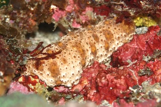 「トラフナマコ」のサムネイル画像