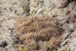 「イソギンチャクの仲間」のサムネイル画像