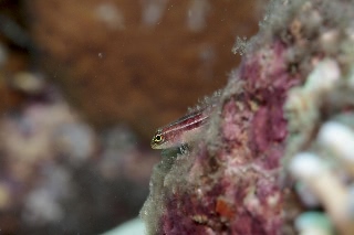 「タテジマヘビギンポ(Tropical striped triplefin)」のサムネイル画像