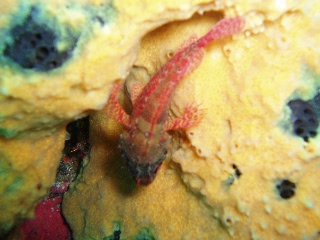 「イソカサゴ」のサムネイル画像