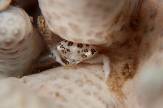 「トサカガザミ」のサムネイル画像