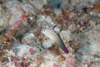 「アケボノハゼ(Purple fire Goby)」のサムネイル画像