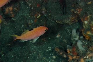 「サクラダイ」のサムネイル画像