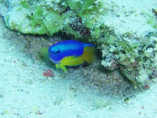 「ソラスズメダイ(Caerulean damsel fish)」のサムネイル画像