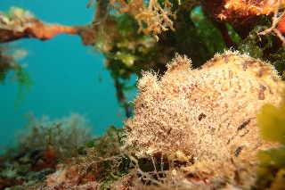 「ボンボリイザリウオ(ボンボリカエルアンコウ)」のサムネイル画像
