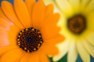 「アフリカキンセンカ」のサムネイル画像