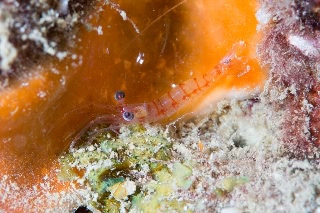 「エビの仲間」のサムネイル画像