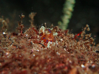 「ミヤコウミウシ」のサムネイル画像