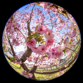 「オオヤマザクラ(エゾヤマザクラ,ベニヤマザクラ)」のサムネイル画像