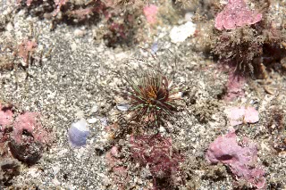 「マダラハナギンチャク」のサムネイル画像