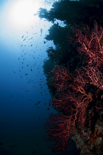 「無題」のサムネイル画像