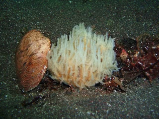 「無題」のサムネイル画像