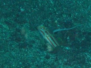 「ヤシャハゼ(White-rayed shrimp goby)」のサムネイル画像