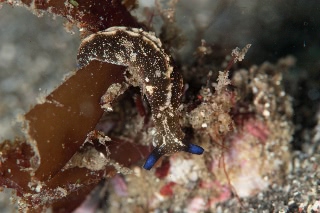 「アズキウミウシ」のサムネイル画像