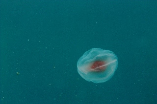 「ウリクラゲ」のサムネイル画像