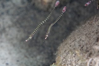 「オイランヨウジウオ 」のサムネイル画像