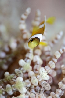「クマノミ(Anemonefish)」のサムネイル画像
