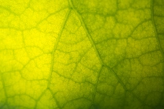 「祝福」のサムネイル画像