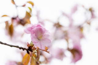 「オオヤマザクラ(エゾヤマザクラ,ベニヤマザクラ)」のサムネイル画像