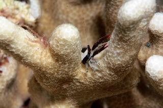 「Squat lobster」のサムネイル画像