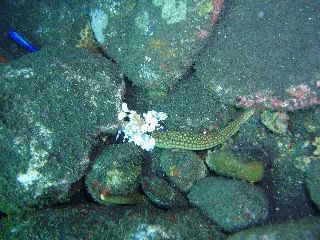 「フリソデエビ(Harlequin shrimp)」のサムネイル画像