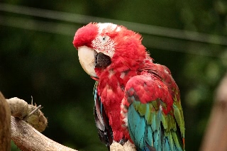 「ベニコンゴウインコ」のサムネイル画像