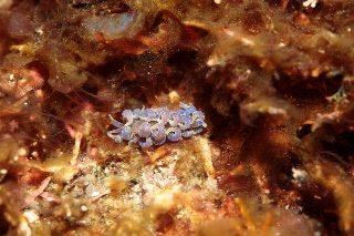 「ムロトミノウミウシ」のサムネイル画像