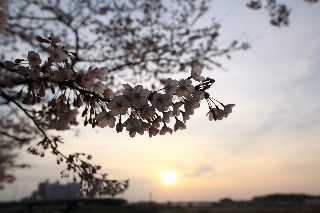 「ソメイヨシノ(染井吉野)」のサムネイル画像