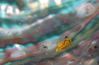 「オレンジウミコチョウ」のサムネイル画像